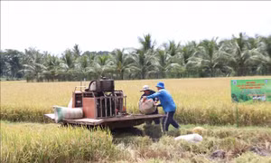 Đa dạng dịch vụ để hợp tác xã phát triển