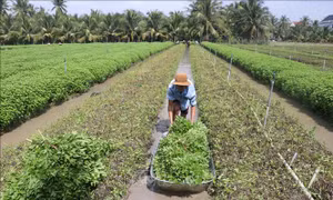 Rau màu lên giá, người trồng rau Đồng Tháp thu lãi khá