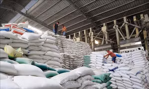 Từ lệnh cấm xuất khẩu gạo của Ấn Độ, Nga, UAE: Điều tiết hợp lý thu mua, xuất khẩu gạo