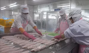 Xuất khẩu thủy sản nửa đầu năm thu về 4,4 tỷ USD