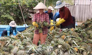 Dứa Đồng Tháp Mười có giá và đầu ra thuận lợi trong mùa lũ