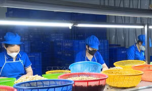 Doanh nghiệp ngành điều chật vật trước áp lực giá nguyên liệu tăng