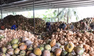Giá dừa khô giảm mạnh, nhiều nhà vườn bán dừa tươi bù thu nhập