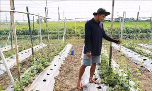Thích ứng linh hoạt với hạn, xâm nhập mặn, bảo vệ sản xuất an toàn