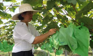 Khởi nghiệp thành công từ mô hình nông nghiệp tuần hoàn