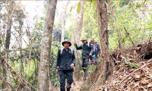Tết của những người gác rừng