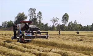 Mối nguy lúa cỏ trên đồng ruộng ở Đồng bằng sông Cửu Long