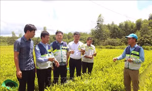 8 tỉnh, thành ven biển tiếp tục được hỗ trợ hiện đại hóa ngành lâm nghiệp