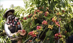 Gia Lai: Đầu tư 326 tỷ đồng phát triển Viện nghiên cứu cà phê ứng dụng AI