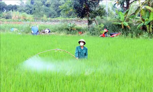Phòng trừ sâu bệnh hại lúa theo '4 đúng'