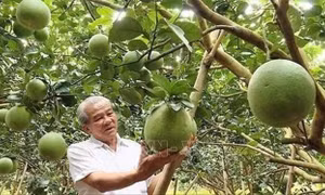 Những cựu chiến binh viết tiếp câu chuyện kinh tế thời bình