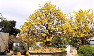 Hoàng mai Huế - từ thú chơi hoàng cung đến ngành kinh tế tạo xu hướng