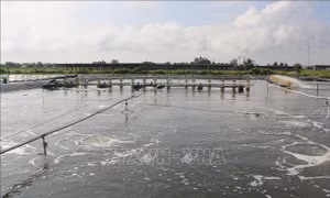 Bảo vệ tôm nuôi trong mùa nắng nóng