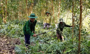 Hỗ trợ kinh phí phát triển sinh kế, cải thiện đời sống người dân vùng đệm các khu rừng đặc dụng