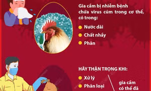 Cúm gia cầm: Những điều cần biết