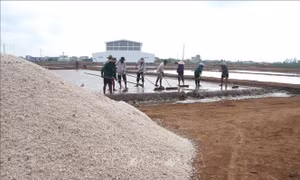 Diêm dân kỳ vọng vào các vụ muối mới 