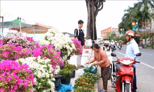 Không bắt buộc có giấy xác nhận khi vận chuyển hoa, kiểng bán Tết