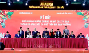 Xây dựng vùng cà phê đặc sản mang đậm bản sắc văn hóa địa phương