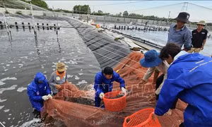 Khuyến cáo lịch thả giống nuôi tôm nước lợ