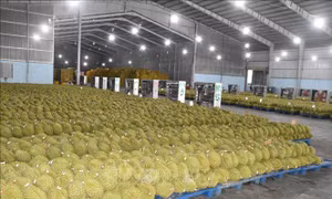 Giá sầu riêng bất ngờ giảm mạnh