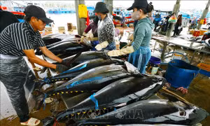 Bình Định hướng tới phát triển bền vững nghề khai thác cá ngừ đại dương