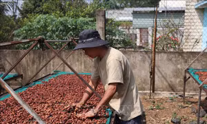 Người trồng phấn khởi vì giá ca cao tăng kỷ lục