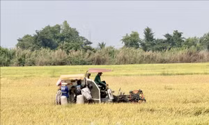 An Giang mở rộng diện tích canh tác lúa chất lượng cao vụ Hè Thu