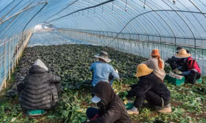 Số người nước ngoài cư trú tại Hàn Quốc đạt mức cao mới