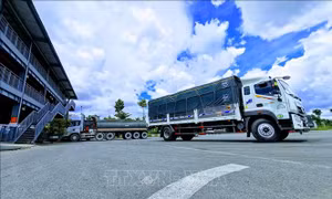 Thí điểm cân tải trọng tự động: Giảm vi phạm 90%