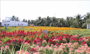 Mưa trái mùa ảnh hưởng đến hoa cảnh dịp Tết Nguyên đán