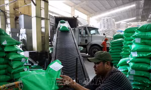 Dư địa xuất khẩu gạo sang thị trường Senegal còn rất lớn