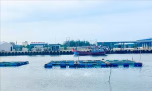 Ngăn chặn lồng bè nuôi thủy sản ‘nở rộ’ trong cảng nước sâu Dung Quất