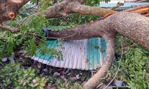 Nhiều cây xanh ở Cần Thơ bật gốc trong mưa lớn