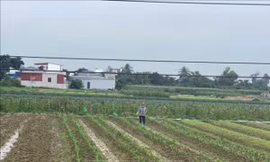 Hải Phòng khắc phục bất lợi thời tiết tập trung gieo trồng vụ Đông