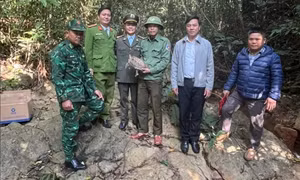 Thả cá thể rùa núi viền quý hiếm về môi trường tự nhiên