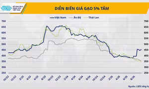 Nguồn cung dư thừa, gạo Việt Nam chịu sức ép cạnh tranh từ Ấn Độ