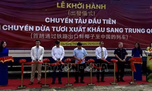 Xuất khẩu lô hàng dừa tươi miền Tây đầu tiên đi Trung Quốc