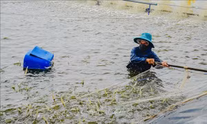 Giá tôm tăng, người nuôi lãi cao