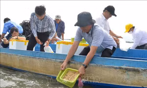 Kiên Giang thả gần 10 triệu con giống tái tạo nguồn lợi thủy sản