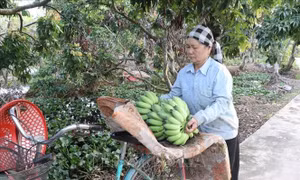 Nông dân được mùa chuối Tết