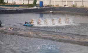 Phát triển nuôi trồng thủy sản nơi cù lao nhiễm mặn hạ lưu sông Tiền