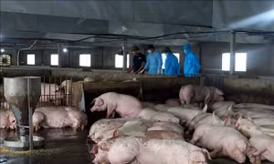 Sẽ xử lý nghiêm nếu để tình trạng vứt xác lợn ra ngoài môi trường