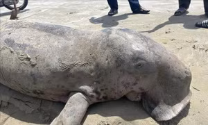 Cấp thiết bảo tồn quần thể Dugong tại vùng biển Côn Đảo