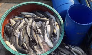 Quảng Ngãi: Cá bớp chết hàng loạt, ước thiệt hại 10 tỷ đồng