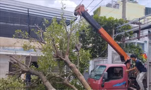 TP Hồ Chí Minh lên phương án chống ngập lụt, cây đổ trong mùa mưa bão