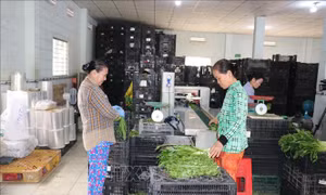 Đào tạo nghề tại nông thôn, hướng đến hình thành đội ngũ nông dân số