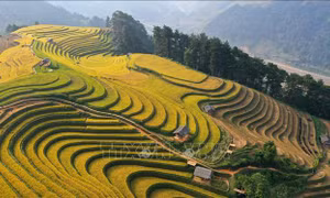 Rực rỡ mùa vàng ở vùng cao Mù Cang Chải