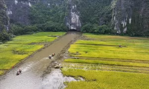 Mùa vàng trên cánh đồng Tam Cốc