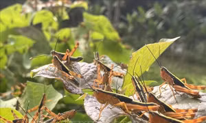 Nguy cơ cao phát sinh châu chấu tre lưng vàng cuối vụ Xuân và vụ Mùa