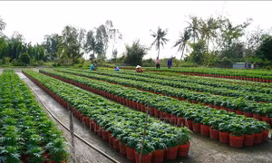 Lo thua lỗ, nhà vườn giảm số lượng hoa Tết
